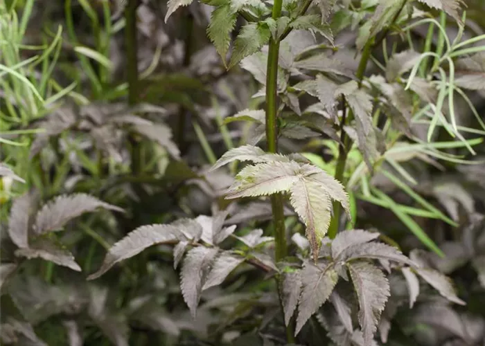 Sambucus nigra 'Black Tower' -R-