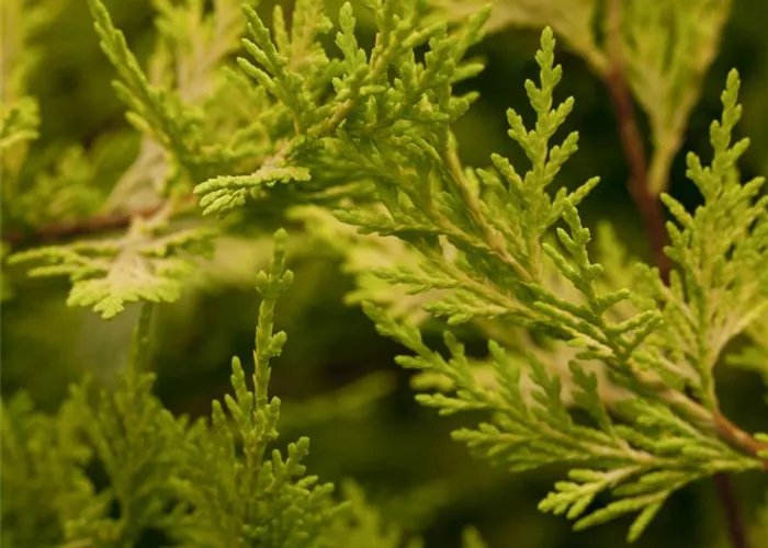 Cupressocyparis leyl.'Castlewellan Gold'