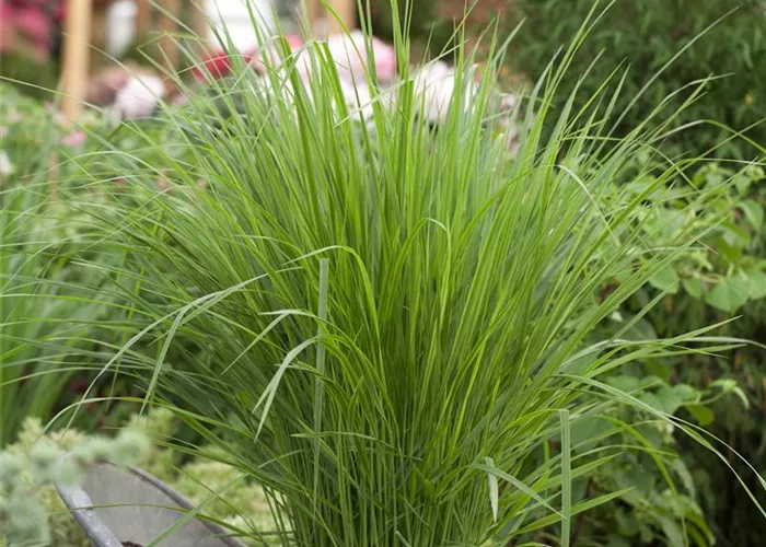Panicum virgatum 'Northwind'