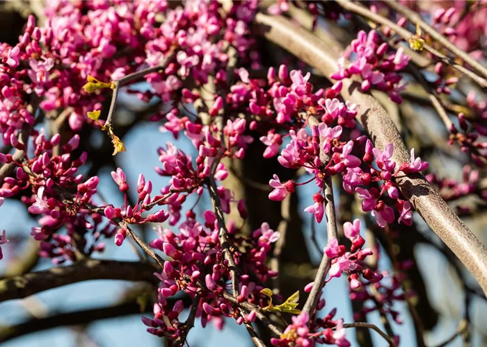 Cercis canadensis 'Lavender Twist' -R-