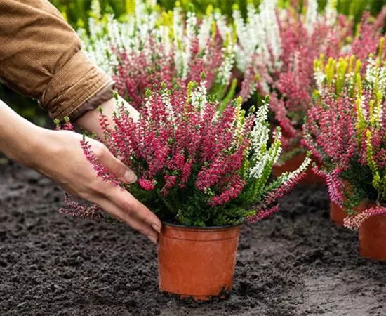 Heide pflanzen und Garten und Co. bunt gestalten