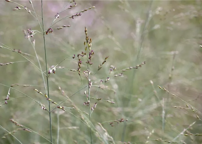 Panicum virgatum 'Prairie Sky'