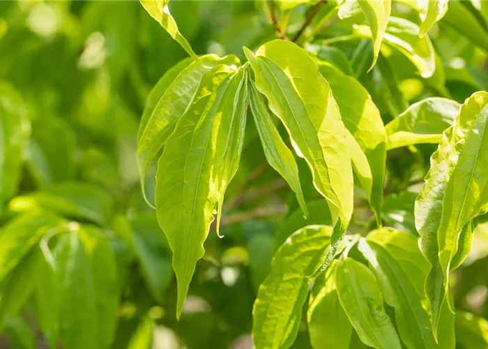 Heptacodium miconioides