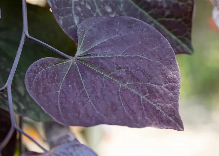 Cercis canadensis 'Ruby Falls'