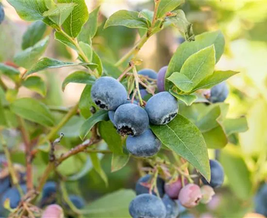 Heidelbeeren pflanzen und pflegen leicht gemacht