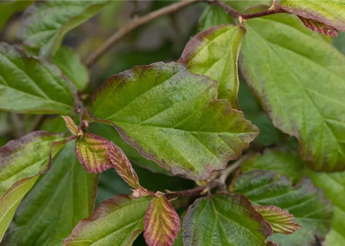 Parrotia persica 'Bella'