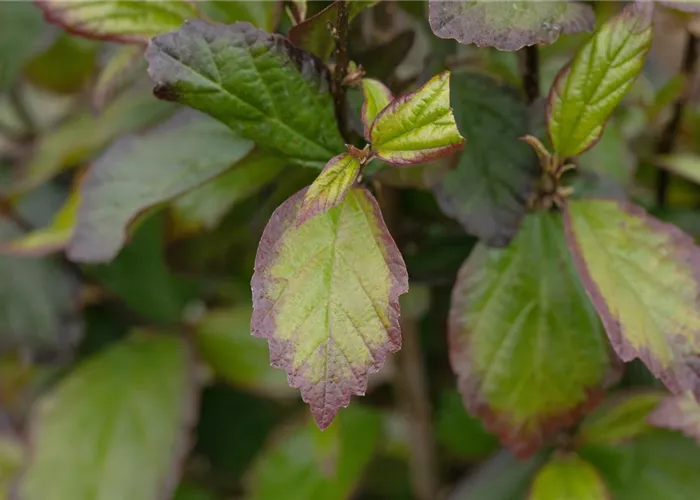 Parrotia persica 'Persian Spire'