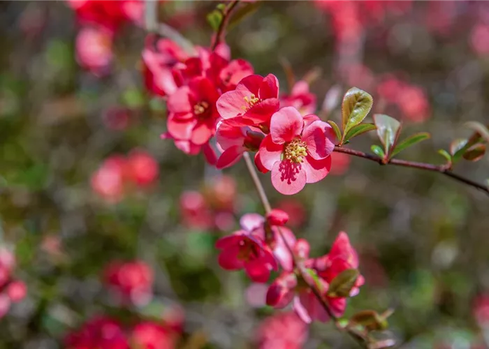 Chaenomeles speciosa