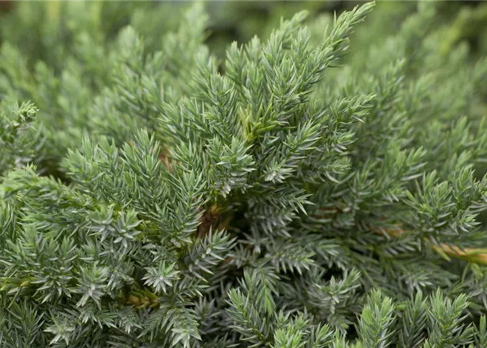 Juniperus squamata 'Blue Carpet'