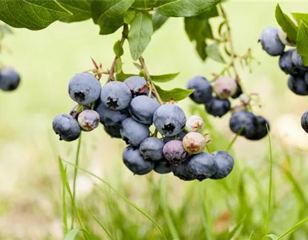 Vaccinium corymb. 'Duke'