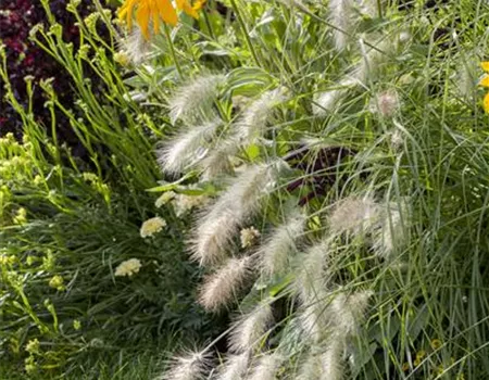 Pennisetum alopecuroides 'Hameln'