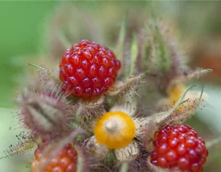 Rubus phoenicolasius
