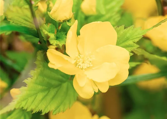 Kerria japonica 'Golden Guinea'