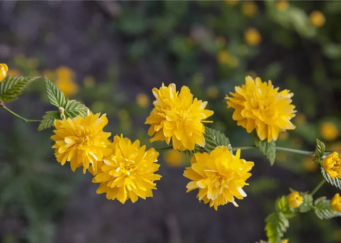 Kerria japonica 'Pleniflora'