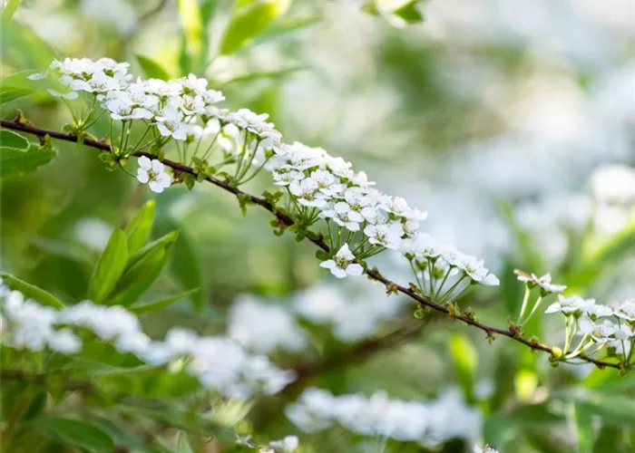 Spiraea arguta