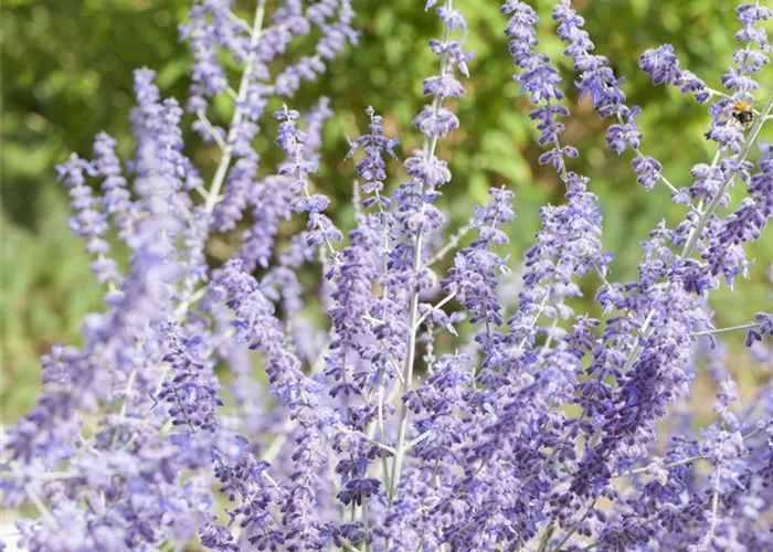 Perovskia atriplicifolia 'Little Spire'