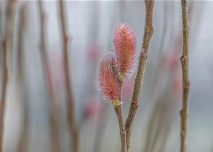 Salix gracilistyla 'Mount Aso'