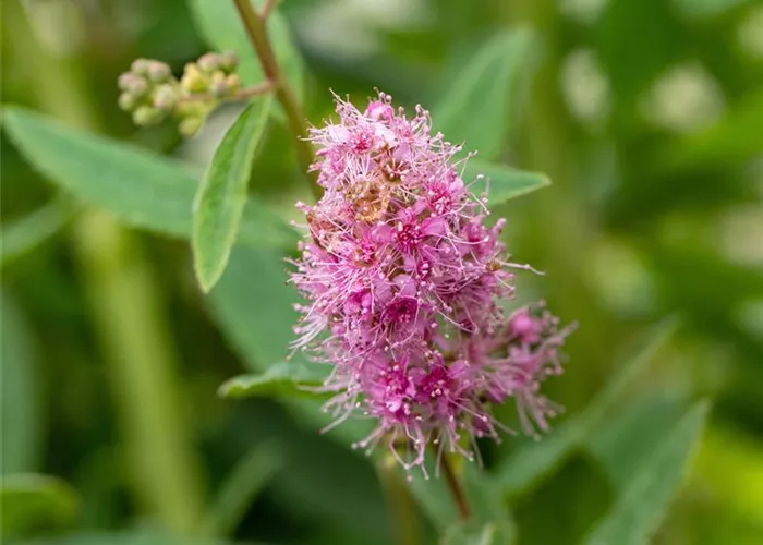 Spiraea billardii 'Triumphans'