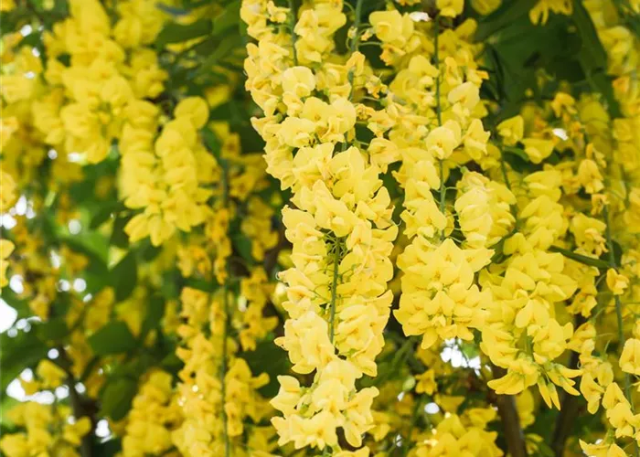 Laburnum watereri 'Vossii'