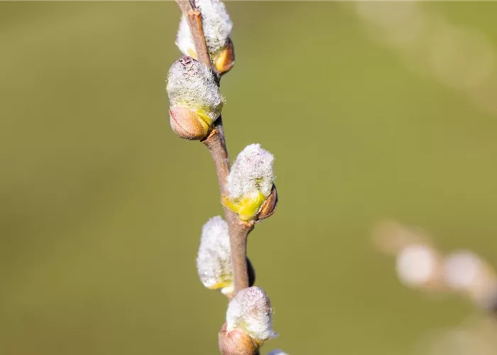 Salix hastata 'Wehrhahnii'