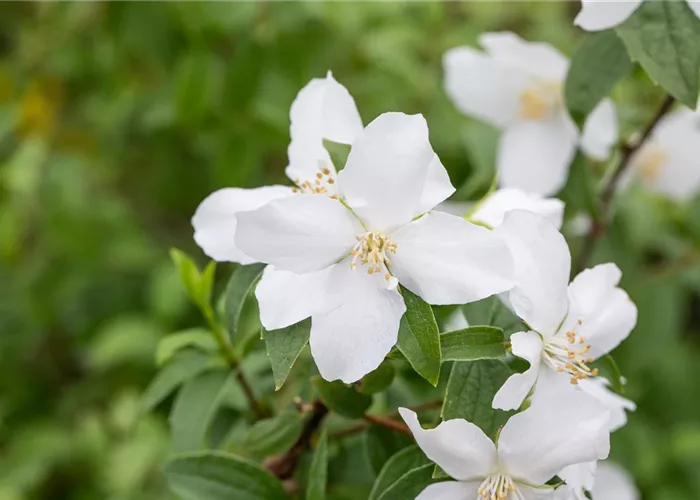 Philadelphus 'Dame Blanche'