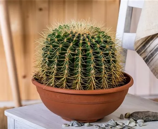 Kakteen und Sukkulenten kaufen für ein tolles Klima