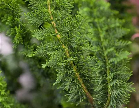 Chamaecyparis obtusa 'Teddy Bear'