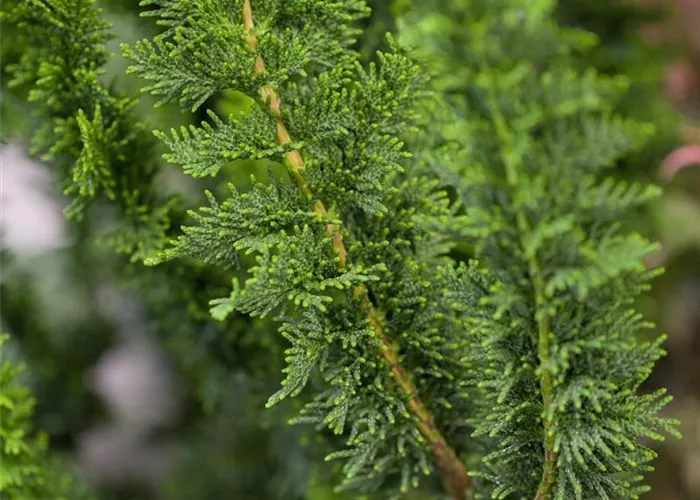 Chamaecyparis obtusa 'Teddy Bear'