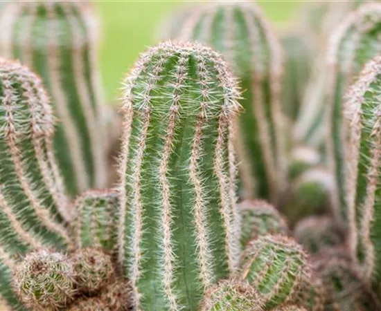 Kakteen und Sukkulenten pflegen für glückliche Pflanzenfreunde