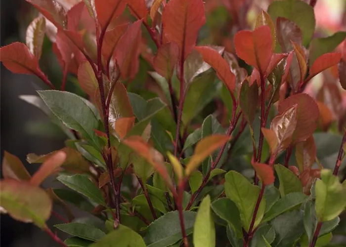 Photinia fraseri 'Compact'