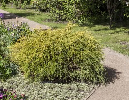 Chamaecyparis pis.'Filifera Aurea Nana'