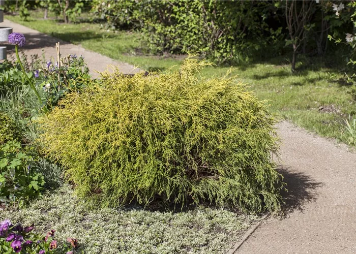 Chamaecyparis pis.'Filifera Aurea Nana'