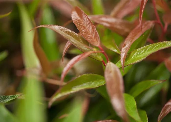 Leucothoe keiskei 'Burning Love' -R-