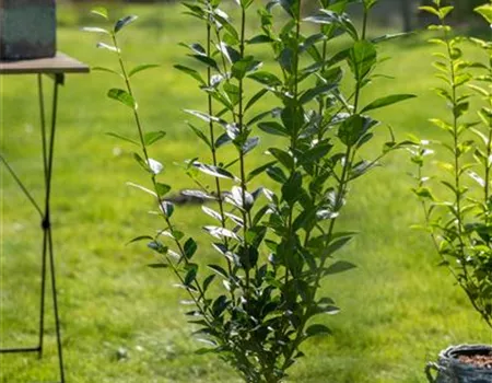 Ligustrum ovalifolium