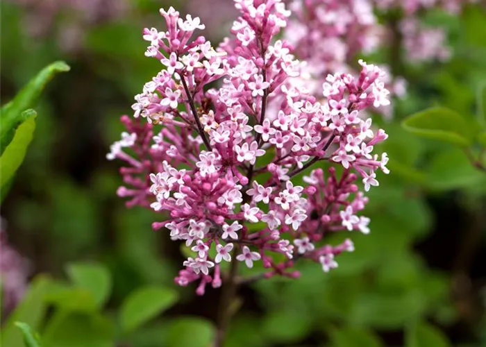 Syringa 'Tinkerbelle' -R-