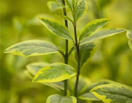 Ligustrum ovalifolium 'Aureum'