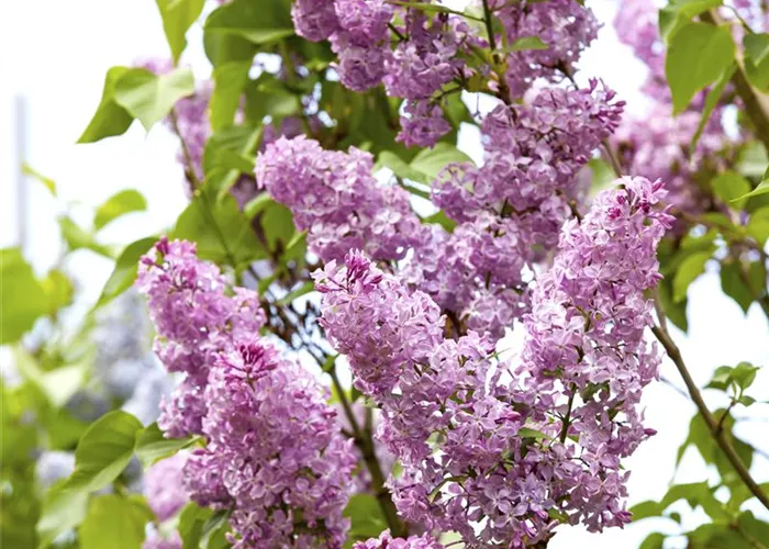 Syringa chinensis