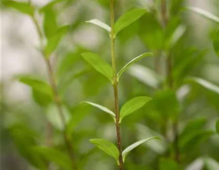 Ligustrum vulgare 'Atrovirens'
