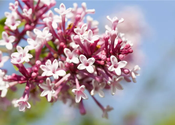 Syringa microphylla 'Superba'