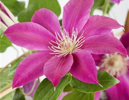 Clematis 'Comtesse de Bouchaud'