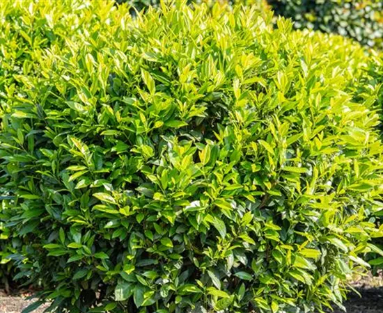 Kirschlorbeer – Der beliebte Gartenbewohner