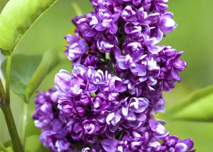 Syringa vulg.'Charles Joly'