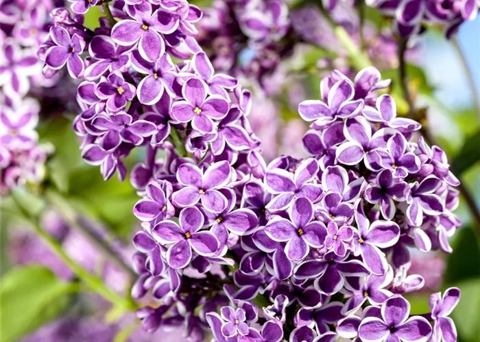 Syringa vulg.'Sensation'