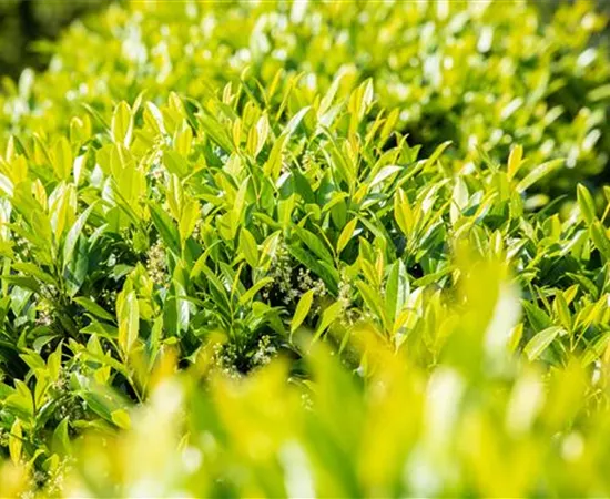 Kirschlorbeer pflanzen und den Garten bereichern
