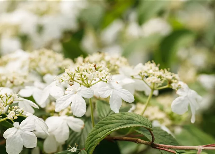 Viburnum plicatum 'Kilimandjaro' -R-