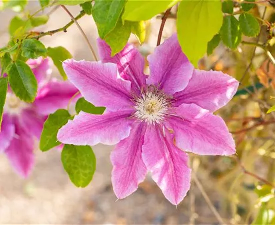 Kletterpflanzen kaufen und ein Märchen wahr werden lassen
