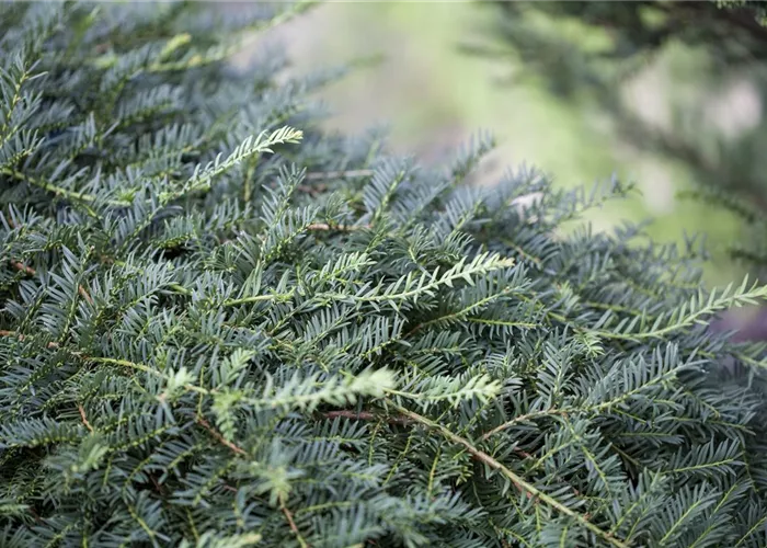 Taxus baccata 'Dovastoniana'