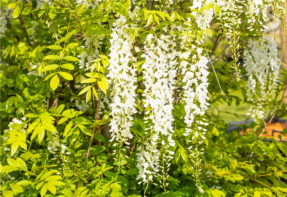Wisteria sinensis 'Alba'
