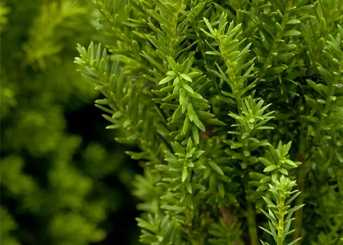 Taxus media 'Hillii'