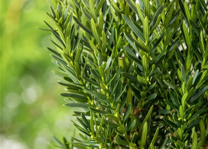 Taxus baccata 'Groenland'